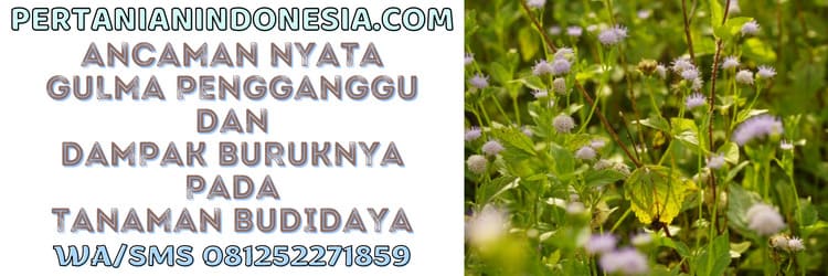 tanaman,dampak,negatif,budidaya tanaman,ancaman
